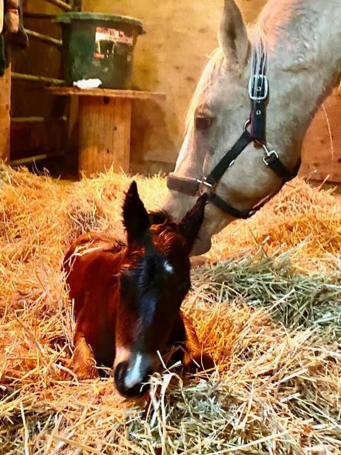 Images Associated Veterinary Services