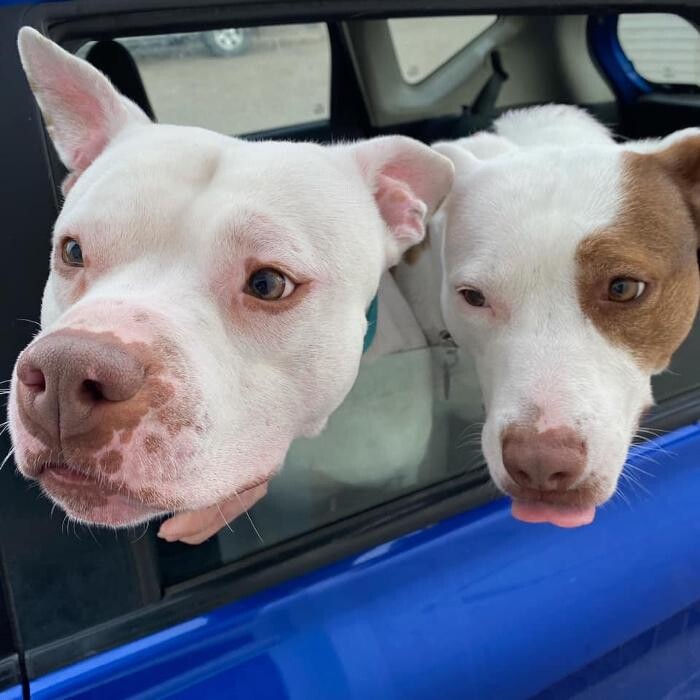 Images Associated Veterinary Services