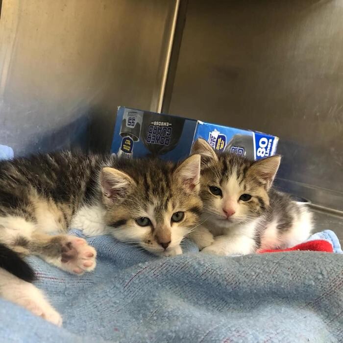 Images Associated Veterinary Services