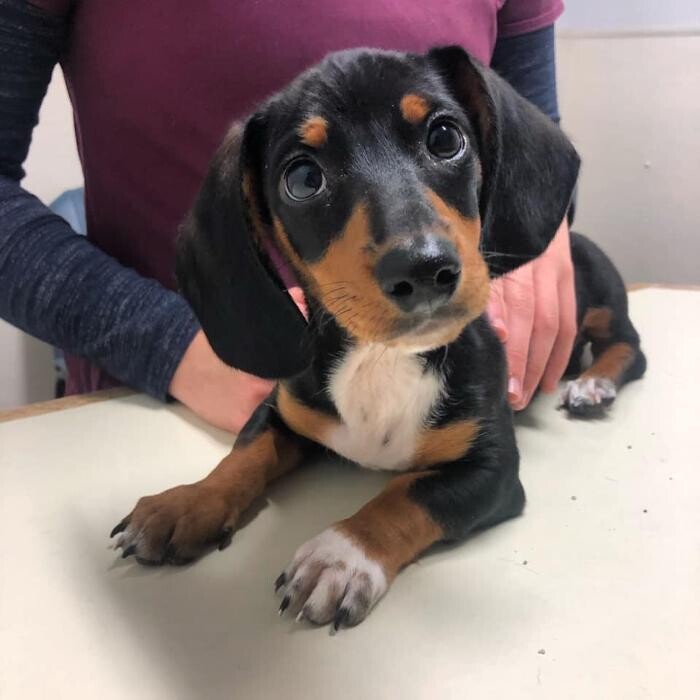 Images Associated Veterinary Services