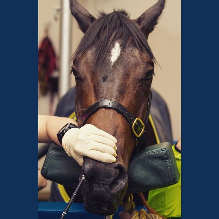 Images Associated Veterinary Services