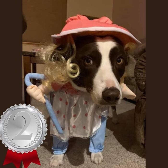 Images Associated Veterinary Services