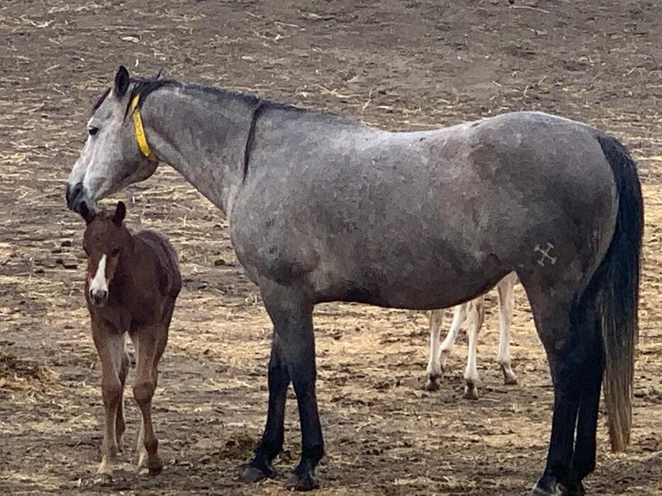 Images Associated Veterinary Services