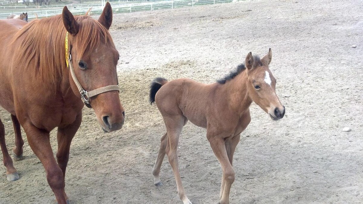 Images Associated Veterinary Services