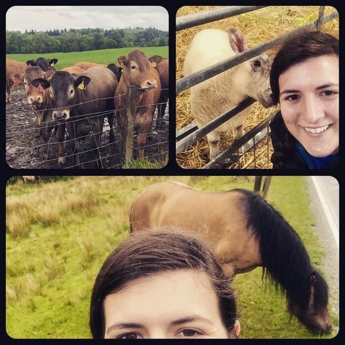 Images Associated Veterinary Services