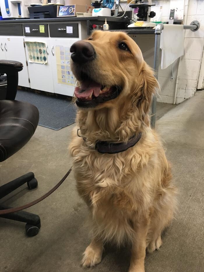 Images Associated Veterinary Services