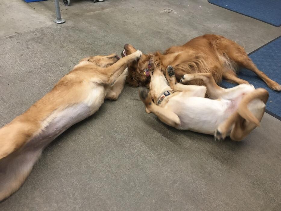 Images Associated Veterinary Services