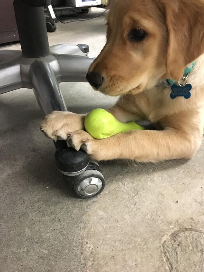 Images Associated Veterinary Services