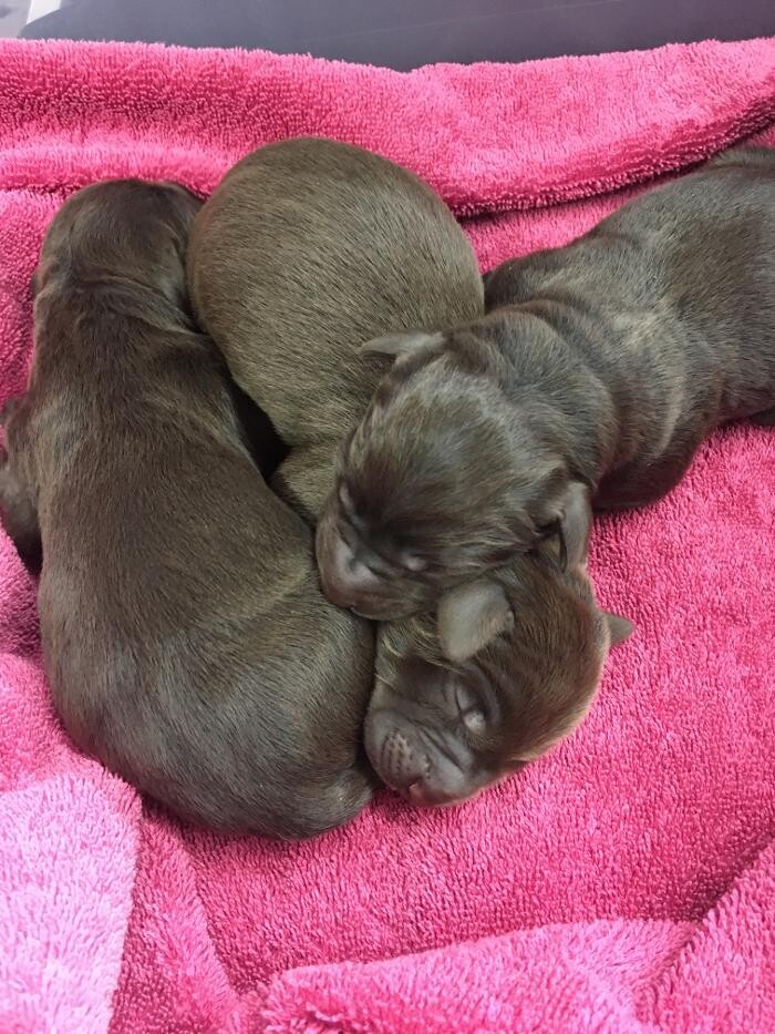 Images Associated Veterinary Services