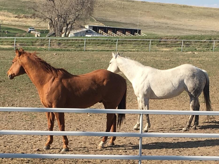 Images Associated Veterinary Services