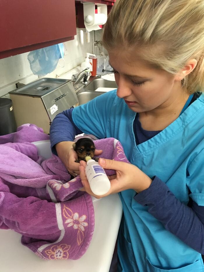 Images Associated Veterinary Services