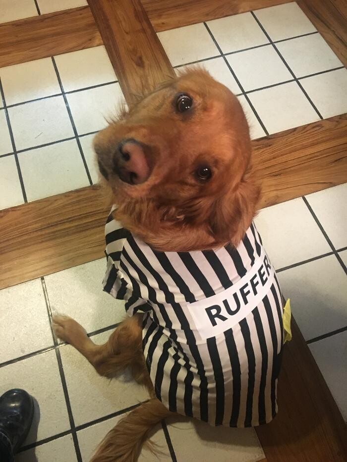 Images Associated Veterinary Services