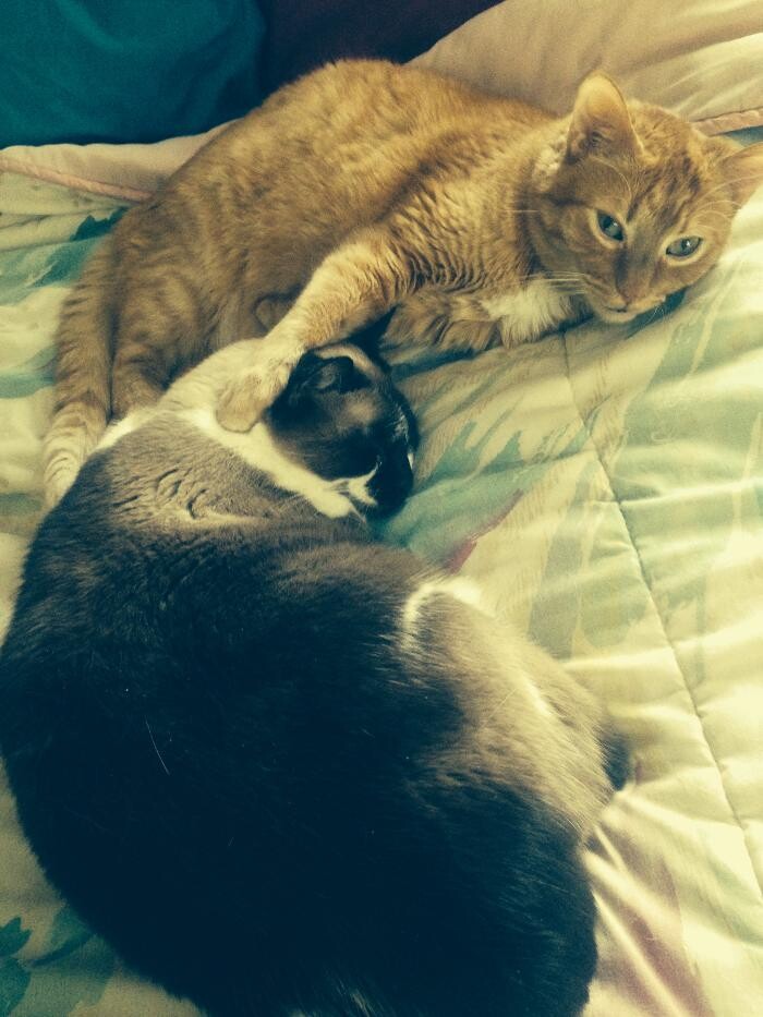 Images Associated Veterinary Services