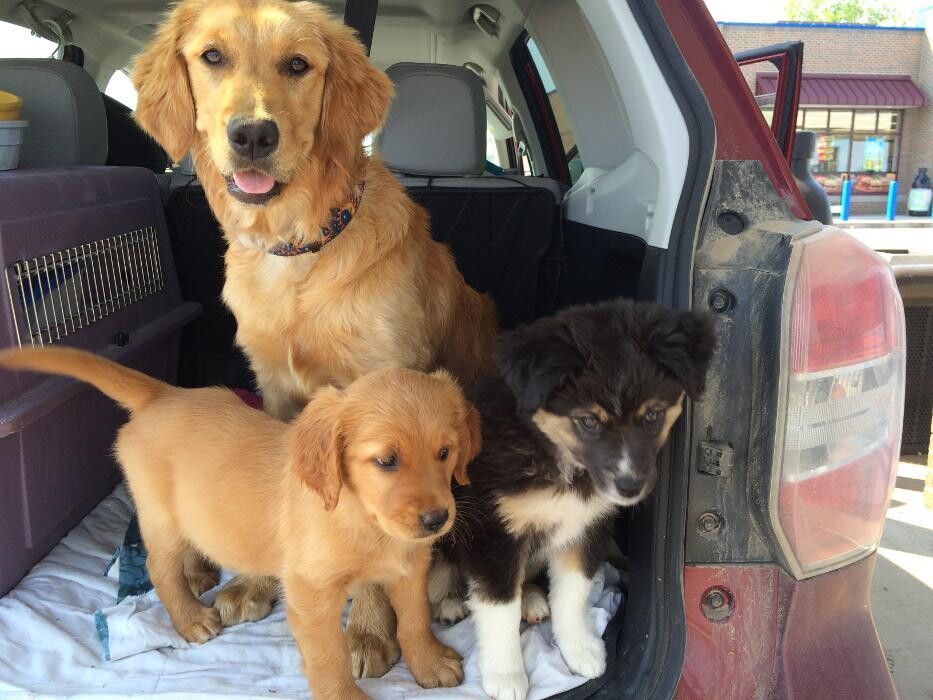 Images Associated Veterinary Services