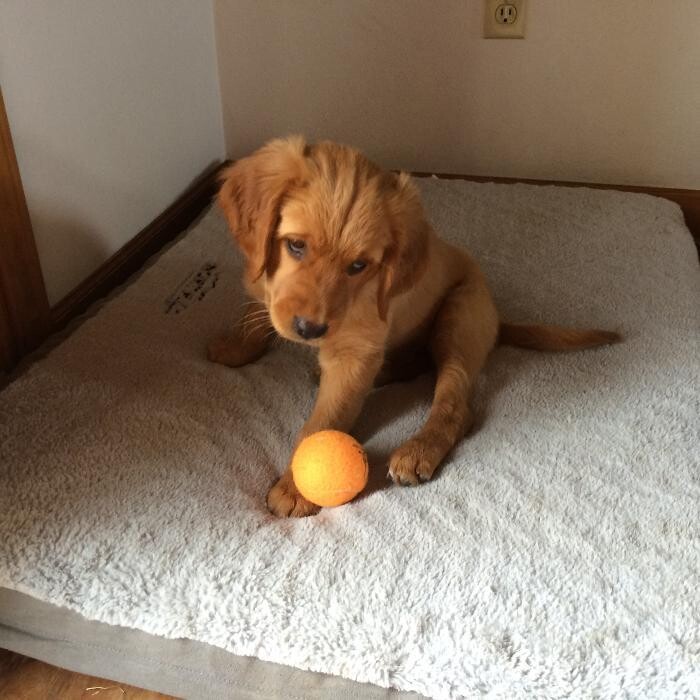 Images Associated Veterinary Services