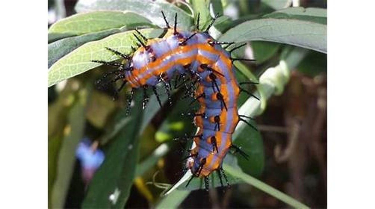 Images NATURE SCIENCE PEST CONTROL, INC.