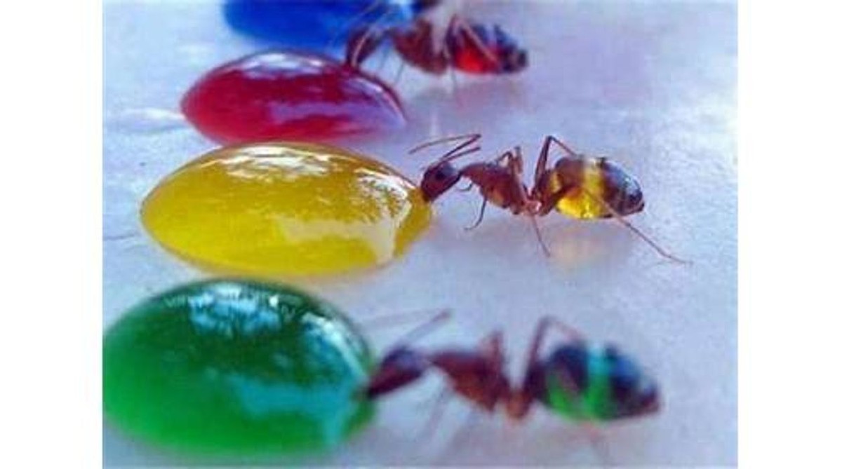 Images NATURE SCIENCE PEST CONTROL, INC.