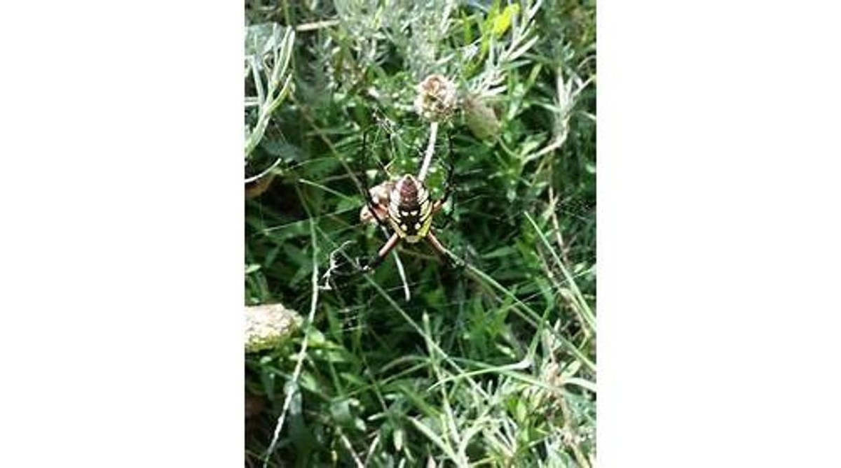 Images NATURE SCIENCE PEST CONTROL, INC.