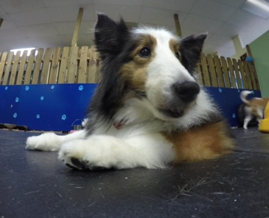 Images Petlover Central, Inc.