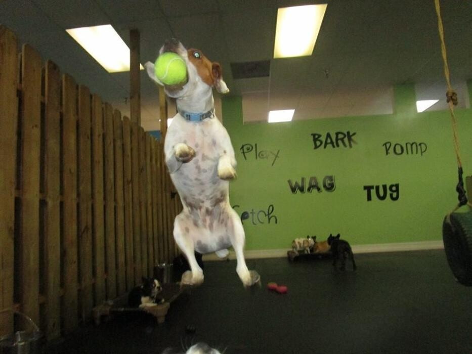 Images Petlover Central, Inc.