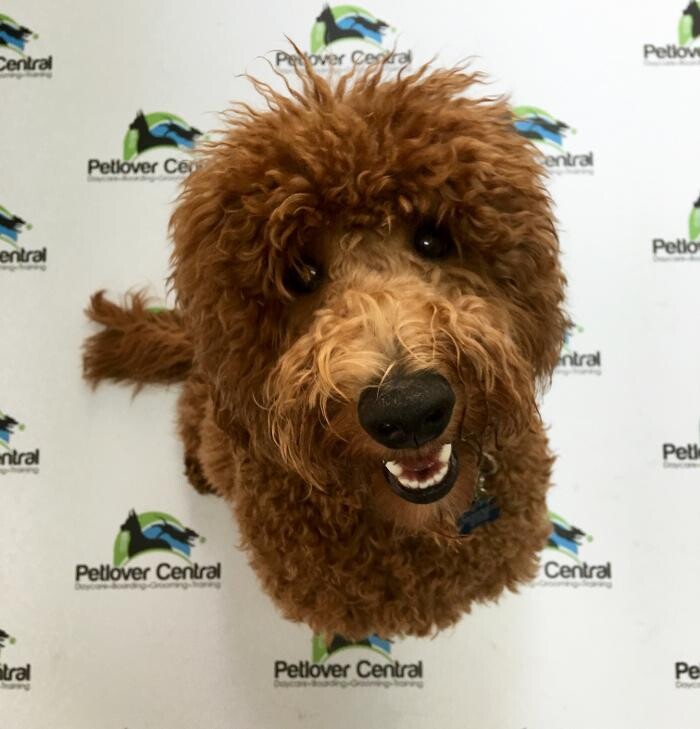 Images Petlover Central, Inc.