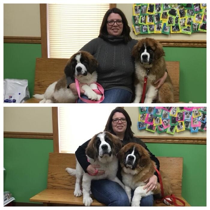 Images Albion Animal Center