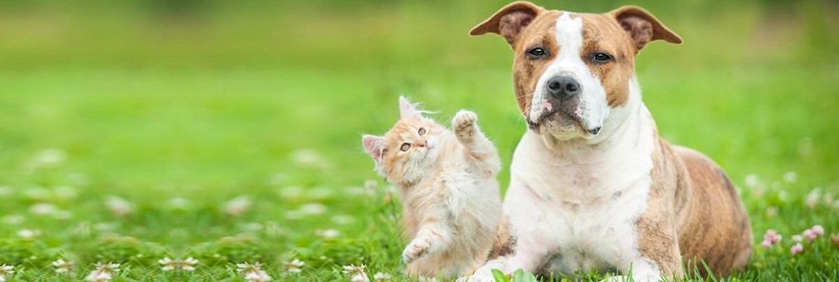 Images Countryside Animal Hospital