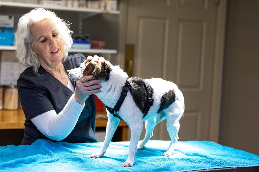 Images Social Circle Veterinary Hospital