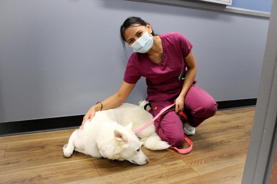 Images Signal Hill Pet Hospital