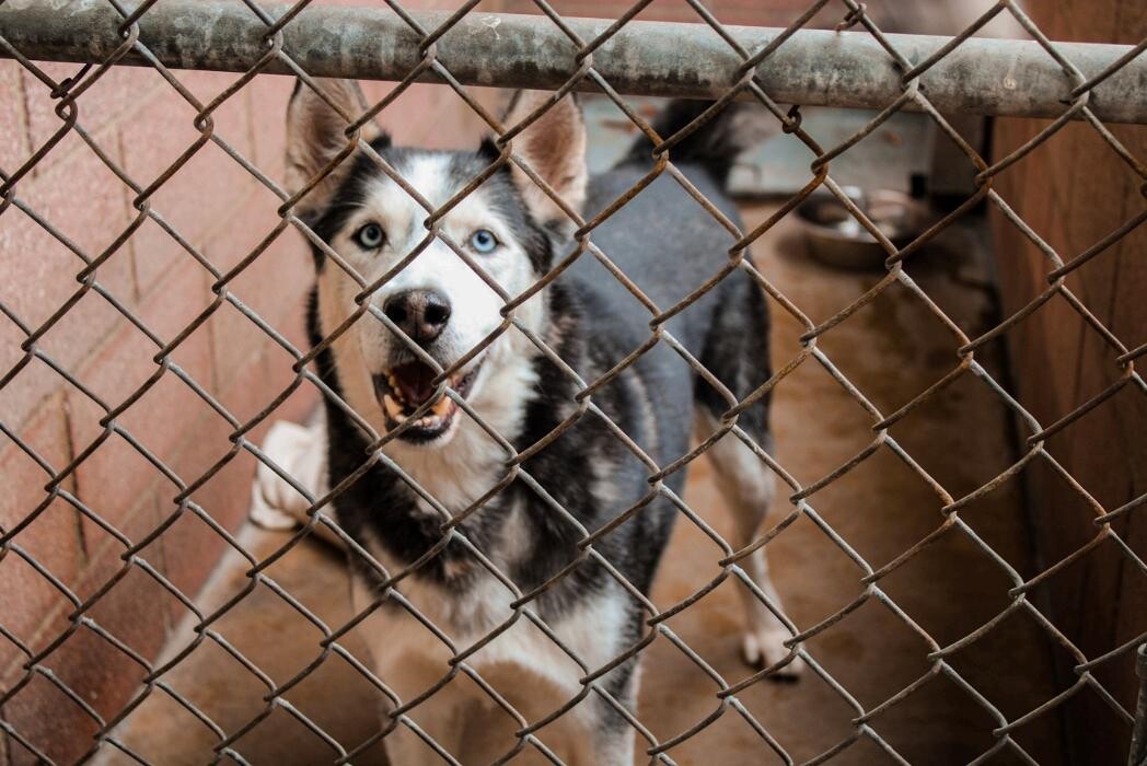 Images Signal Hill Pet Hospital