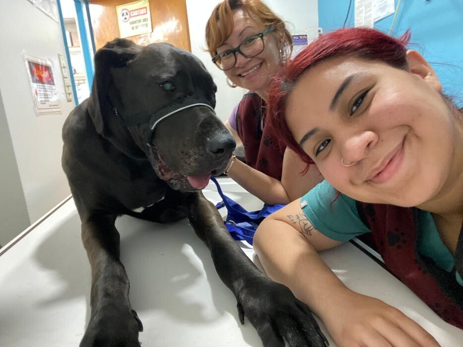 Images Signal Hill Pet Hospital