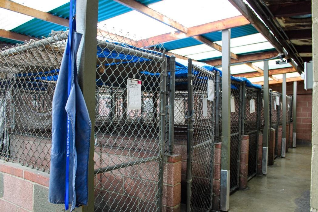Images Signal Hill Pet Hospital