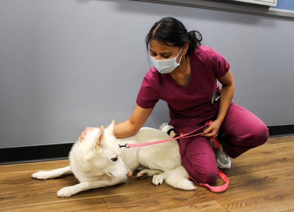 Images Signal Hill Pet Hospital