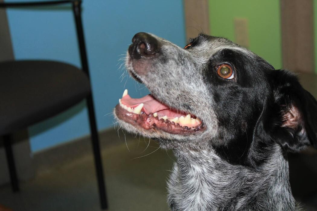 Images Rockhill Pet Clinic