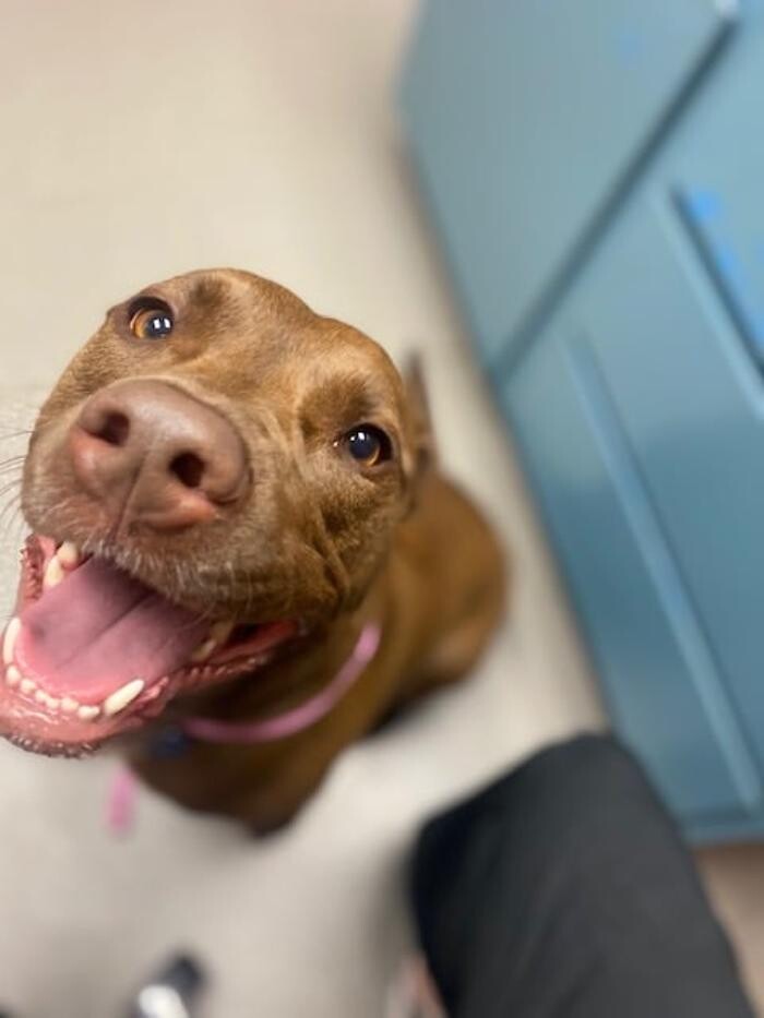 Images Rockhill Pet Clinic