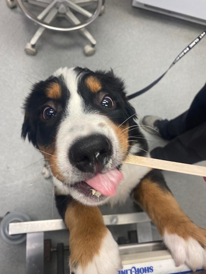Images Rockhill Pet Clinic