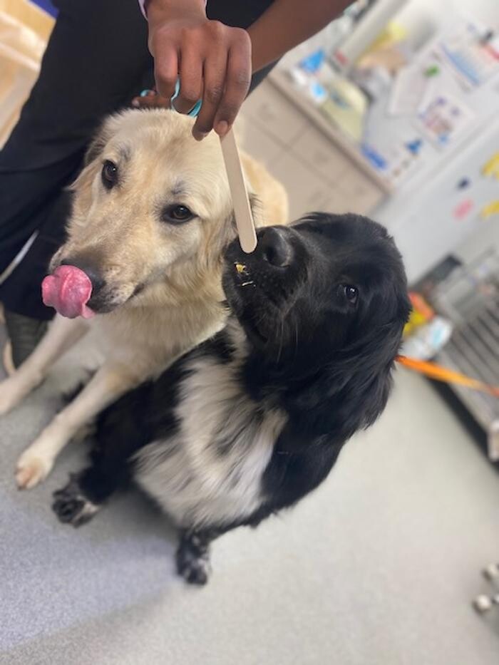 Images Rockhill Pet Clinic