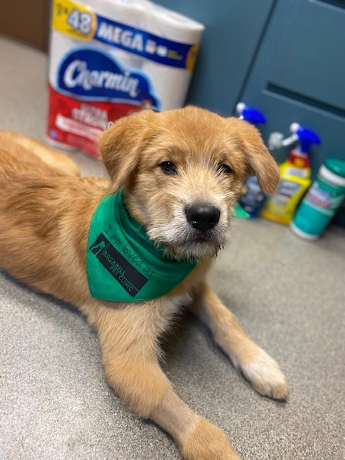 Images Rockhill Pet Clinic
