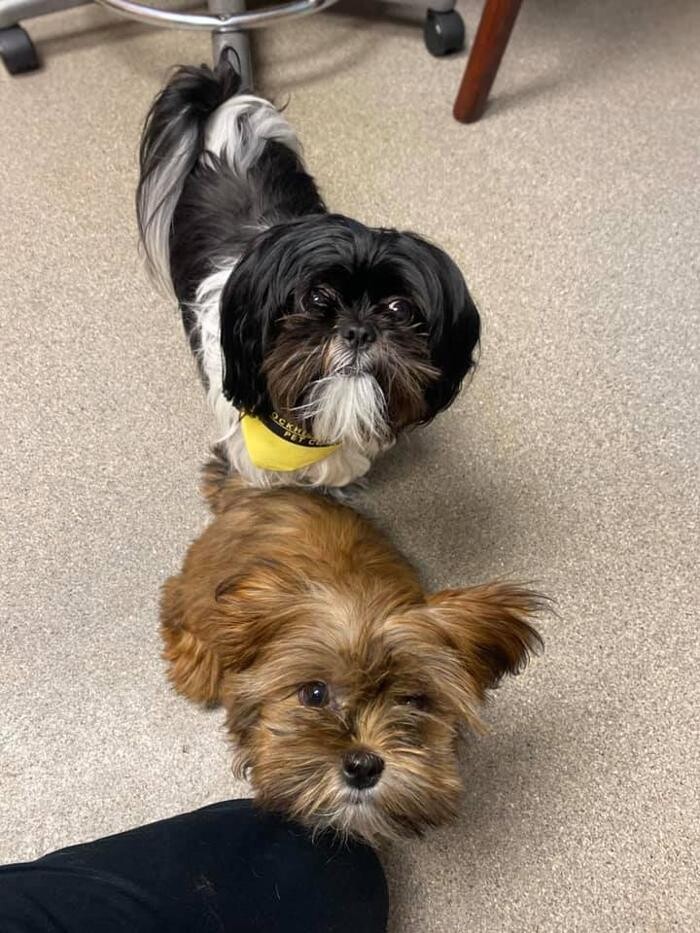 Images Rockhill Pet Clinic