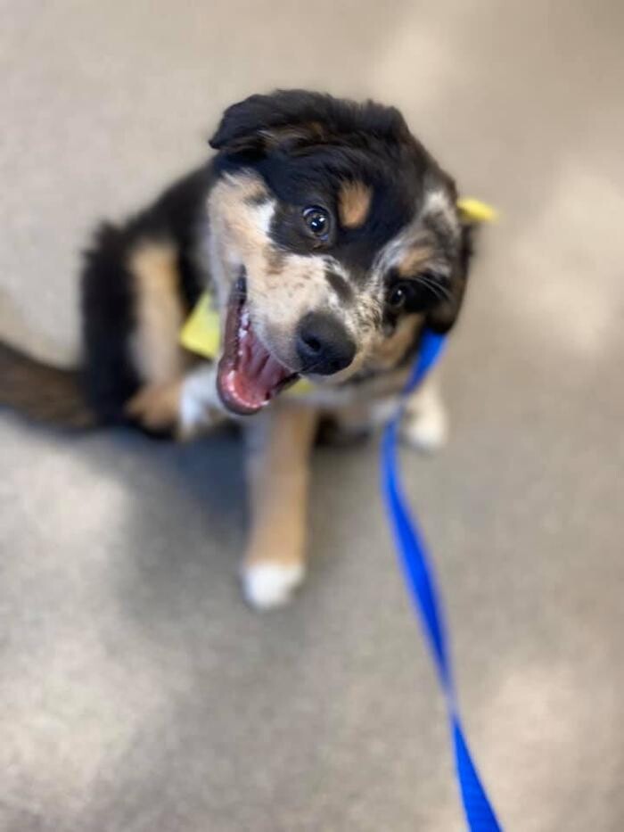 Images Rockhill Pet Clinic