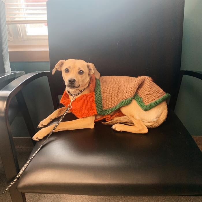 Images Rockhill Pet Clinic