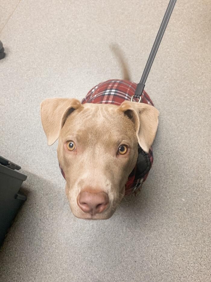 Images Rockhill Pet Clinic
