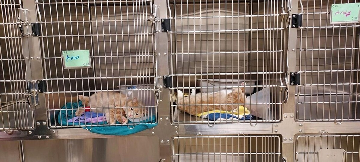 Images Back Mountain Veterinary Hospital