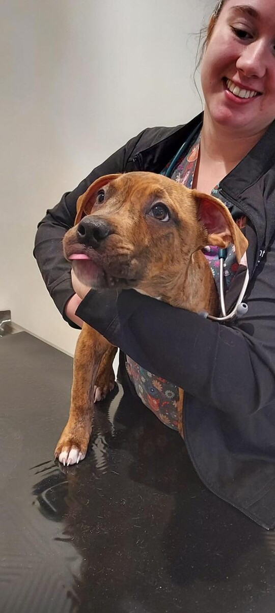 Images Back Mountain Veterinary Hospital