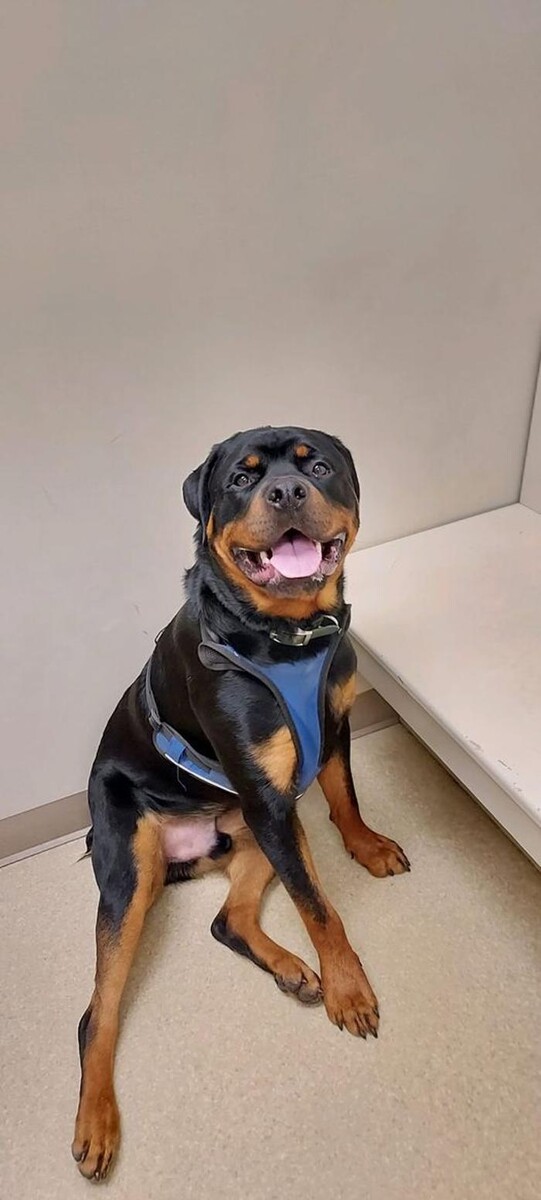 Images Back Mountain Veterinary Hospital