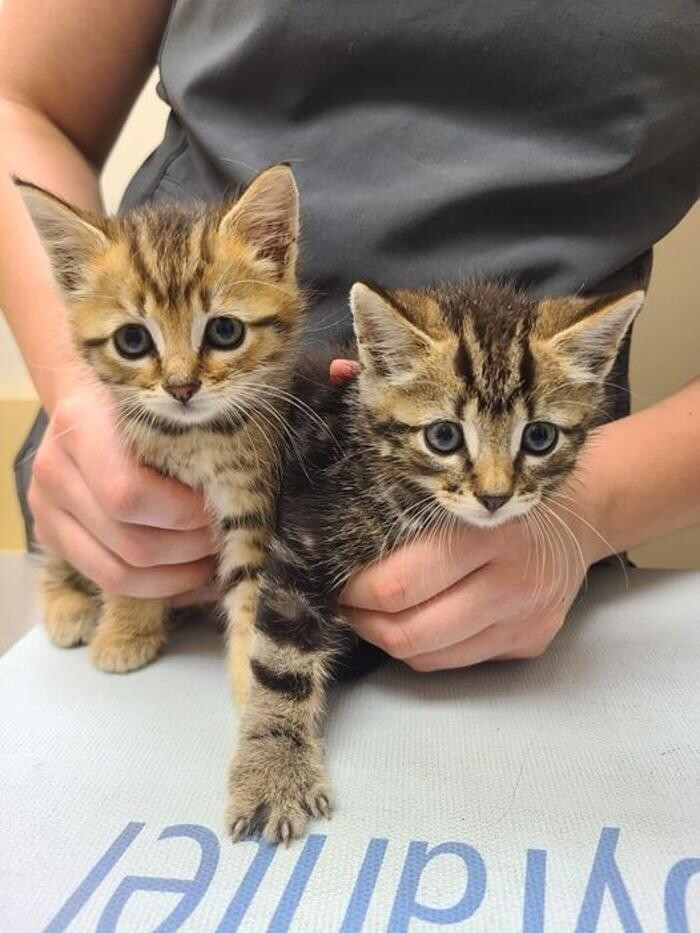 Images Back Mountain Veterinary Hospital