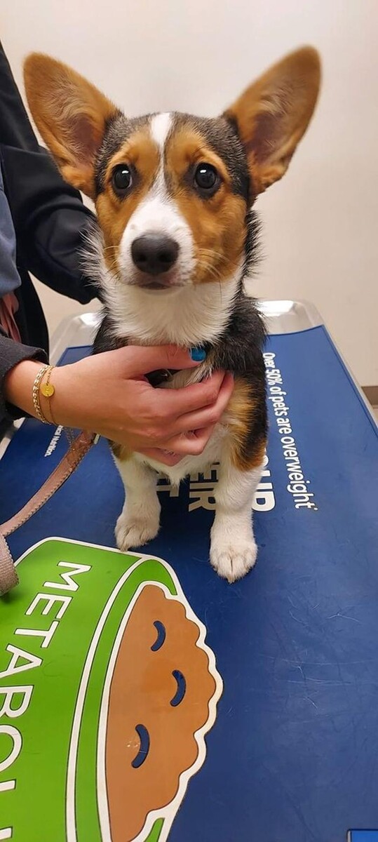 Images Back Mountain Veterinary Hospital