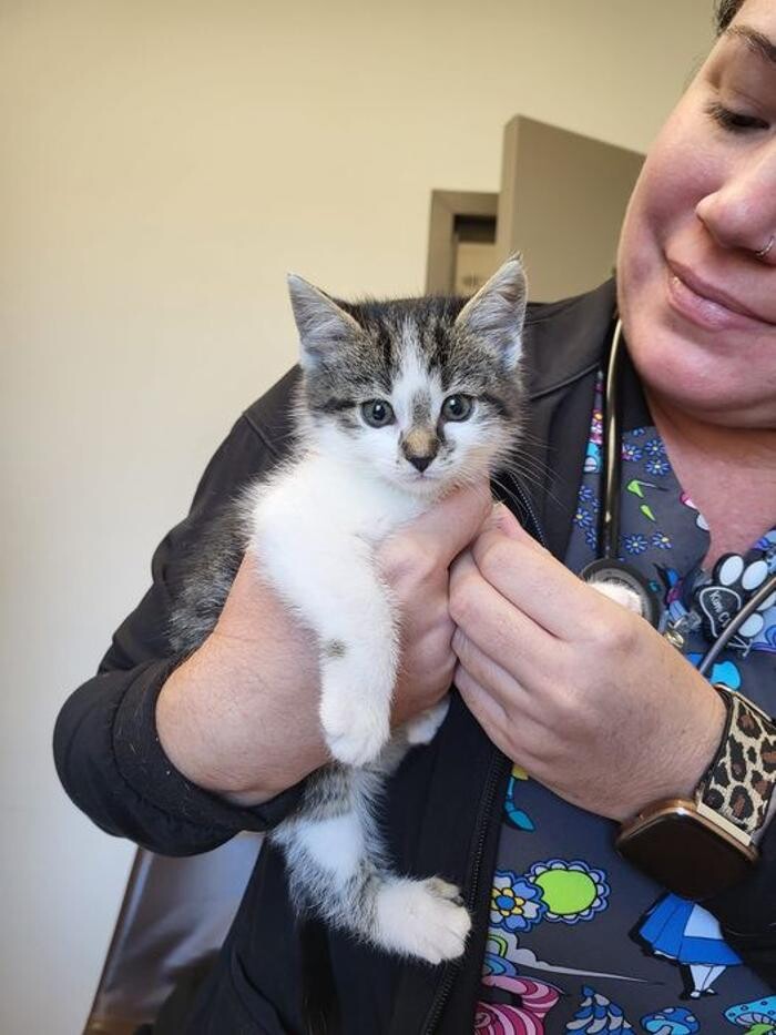 Images Back Mountain Veterinary Hospital