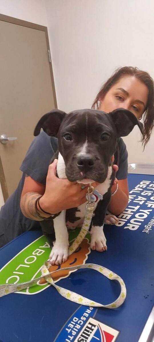 Images Back Mountain Veterinary Hospital