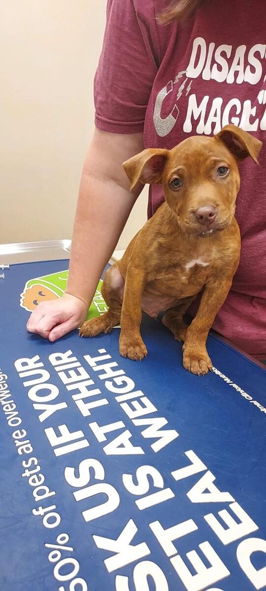 Images Back Mountain Veterinary Hospital